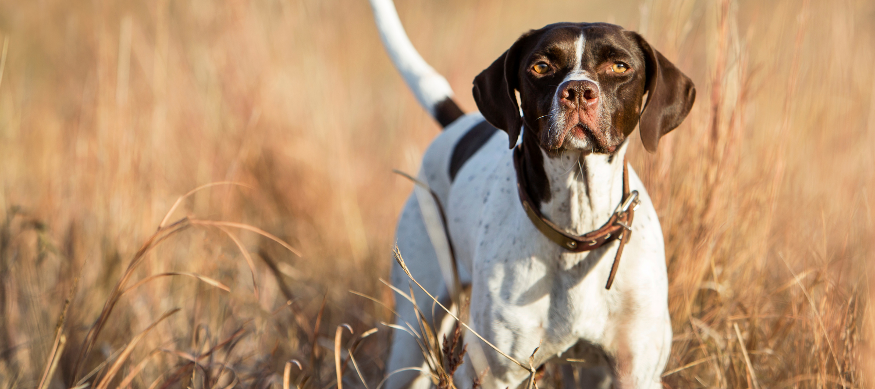 A brown and white dog with a brown collar stands alertly in a field of dry grass, under clear sunlight, conveying focus and attentiveness.
