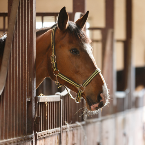 A brown horse with a striped halter leans its head over a wooden stable door, bathed in soft light, conveying a calm and serene atmosphere.