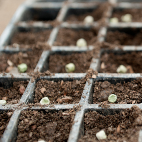 Close-up of a seed tray with soil-filled compartments, each containing a single green seed, suggesting new growth and organization in gardening.