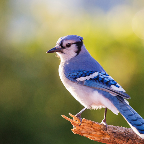 A vibrant blue jay perches on a branch against a blurred green background. The bird's vivid blue and white feathers reflect sunlight, creating a serene, natural scene.