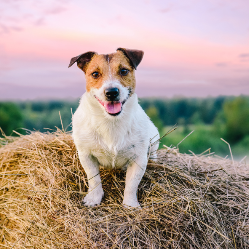 A happy dog with a brown and white coat sits on a hay bale against a pink and purple sunset sky. The scene conveys warmth and joy.